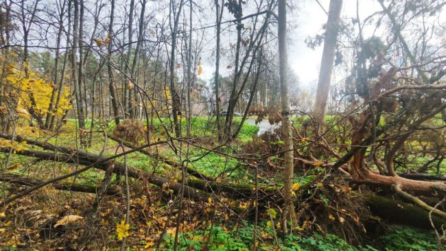 🌳 Ильинская роща медленно погибает без надзора  Подписчики поделились фотографиями печального состояния..