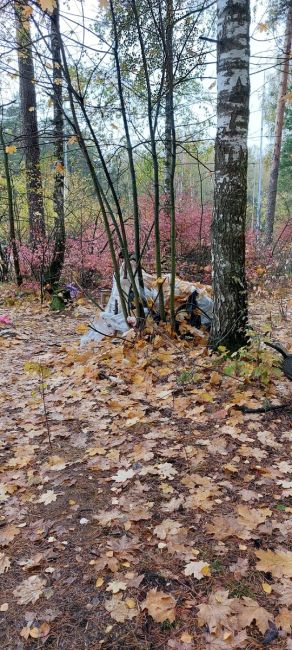 В городском ПКИО Жуковского возле Туполевского шоссе, рядом с собачьей площадкой бродяги устроили жильё,..