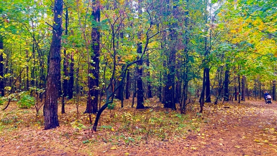 Город Железнодорожный.Осень.
📸Ярослав..