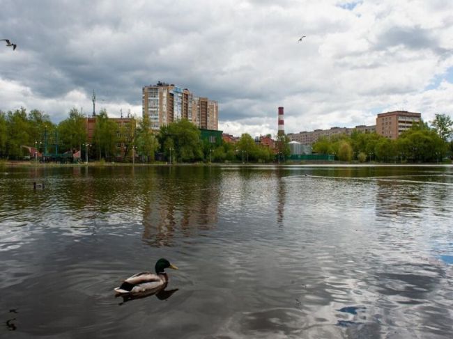 В Пушкино планируется провести работы по улучшению набережной Травинского озера.  В Пушкино собираются..