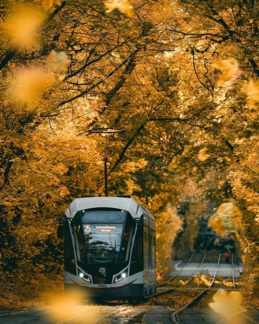 Осенние трамвайчики в Сокольниках.  Фото:..