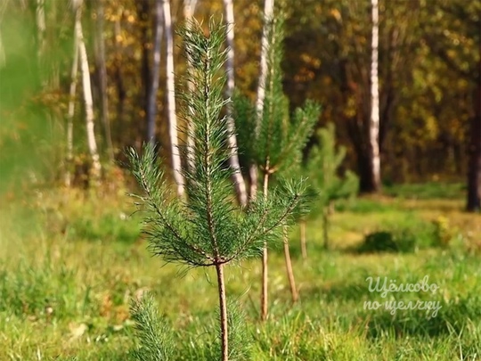 Новый лес во Фряново🌳  По инициативе жителей в новом сквере поселка Фряново высадили хвойную аллее,..