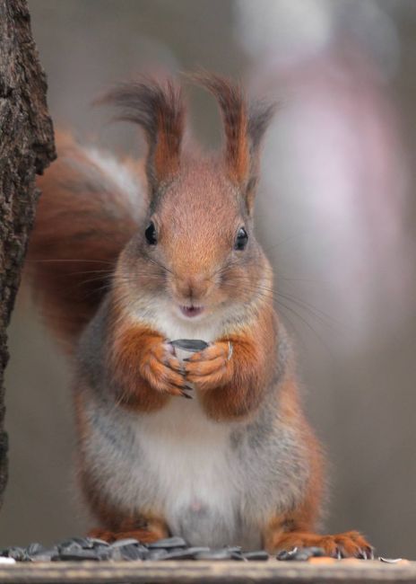 🐿Житель Москвы обратился в полицию с просьбой найти белку, которая поцарапала его сына.  По словам отца, в..