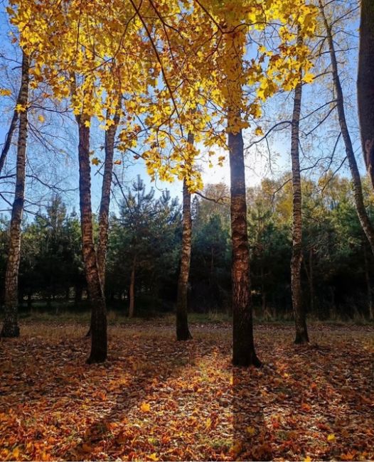 Какой прекрасный октябрь 🍁 🍂..