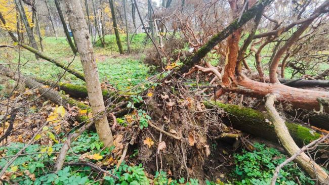 🌳 Ильинская роща медленно погибает без надзора  Подписчики поделились фотографиями печального состояния..