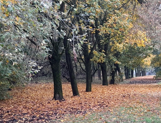 Золотая осень в Балашихе... 🍃🍁..