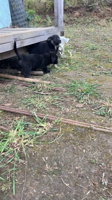 Дорогие герои!  SOS Село  Берхино, Московская Область 
Все еще нуждаются в помощи 3 щенка, одного светлого..