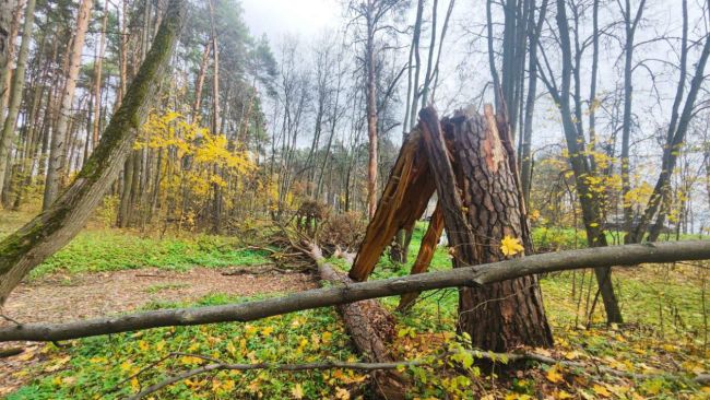 🌳 Ильинская роща медленно погибает без надзора  Подписчики поделились фотографиями печального состояния..