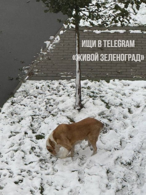 🐕В 17-м микрорайоне появился агрессивный алабай  Если вы гуляете с собакой, будьте осторожны — этот алабай..