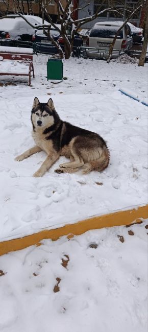 🐶Кто потерял свою сладкую булочку возле корпуса 1418?  Она скучает и ищет своего хозяина. Пожалуйста,..