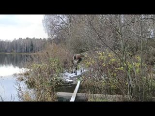 Вот такой красавчик был замечен на Булганинском озере. 
📸..