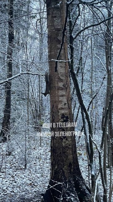 🐿В Зеленоградском лесу, между четвёртым микрорайоном и мебельным магазином, я заметила очаровательную..