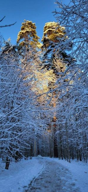 ☃️ Зимняя сказка в Лесопарке..