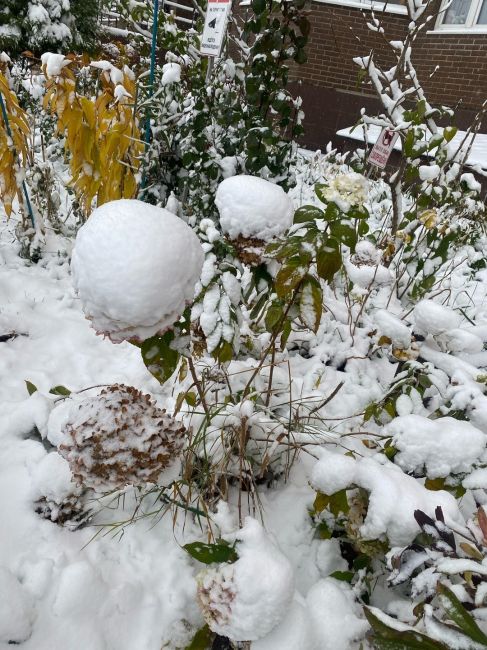 ❄ Снежное утро в Зеленых..