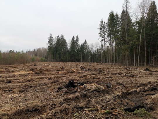 🌲🌲 В Песках восстановят лес вместо зараженного  Специалисты Ступинского филиала ГКУ МО «Мособллес» в..