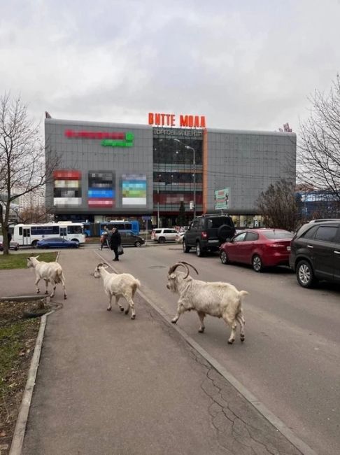 Просто коза на Новосходненском шоссе ждет свой автобус, опаздывает наверно🤷🏻‍♂️  Остановка Спортбаза...