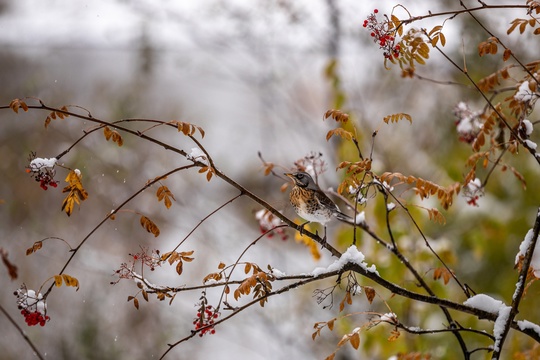 Алексей Гречушников  Немного снежного парка 🌨
город..