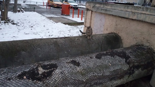 Долгопрудный. Никто не терял? Молодой котик подросток, с серо голубым ошейником. Уже несколько дней бегает,..