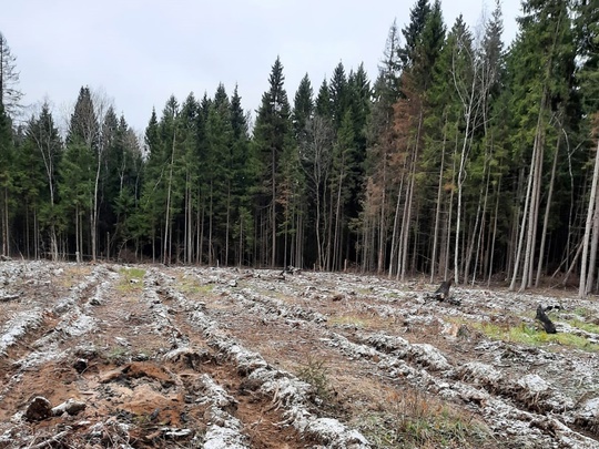 🌲🌲 В Песках восстановят лес вместо зараженного  Специалисты Ступинского филиала ГКУ МО «Мособллес» в..