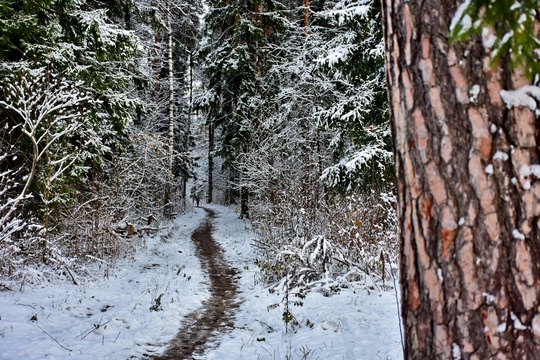 ЗИМНЯЯ СКАЗКА ❄
Фото Кирилл Островский /..