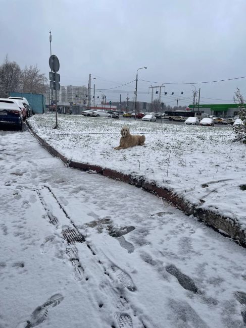 В пятнадцатом районе обитает забавный пёс. Как называется эта..