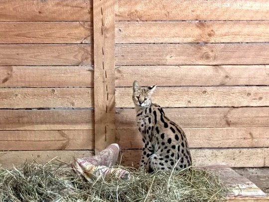 🐈 В коломенском зоопарке «Горки» поселился самец сервала по кличке Симба. Раньше он был домашним и жил в..