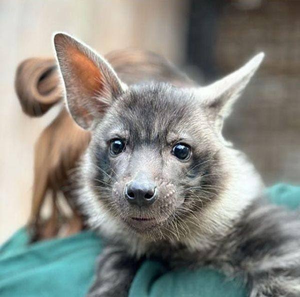 🐺В Московском зоопарке на свет появился удивительный детёныш — бурая гиена. Этот вид считается самым..