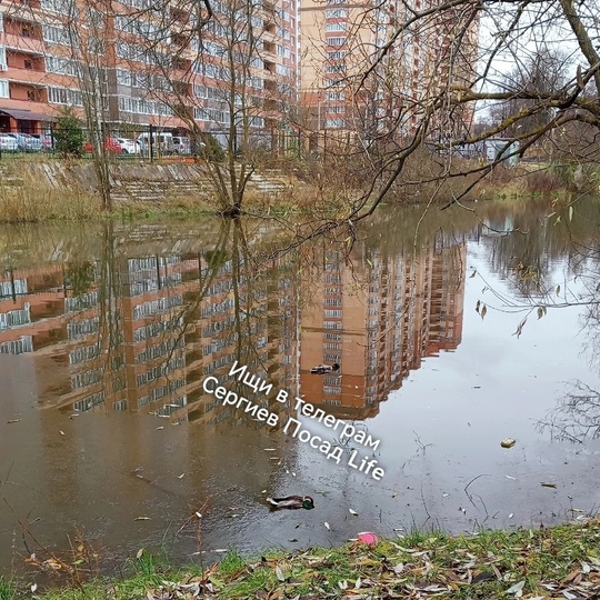 Снова мертвые утки в водоёме около дома 251а по проспекту Красной..