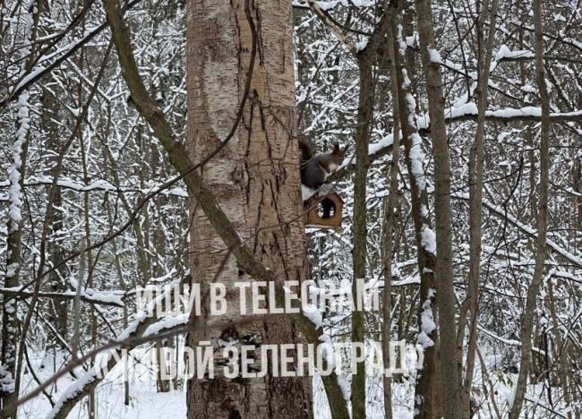 🐿В Зеленоградском лесу, между 4-м микрорайоном и мебельным домом, была замечена снежная белочка.  Желаем..