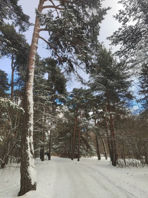 Памятник природы «Серебряный бор» - жемчужина Москвы.  Фото: Ирина..