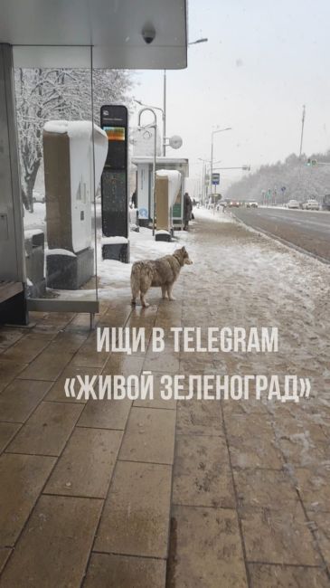 🐕Возле остановки «Магазин океан» можно увидеть хаски с ошейником. Вероятно, она сбежала и теперь ждёт,..