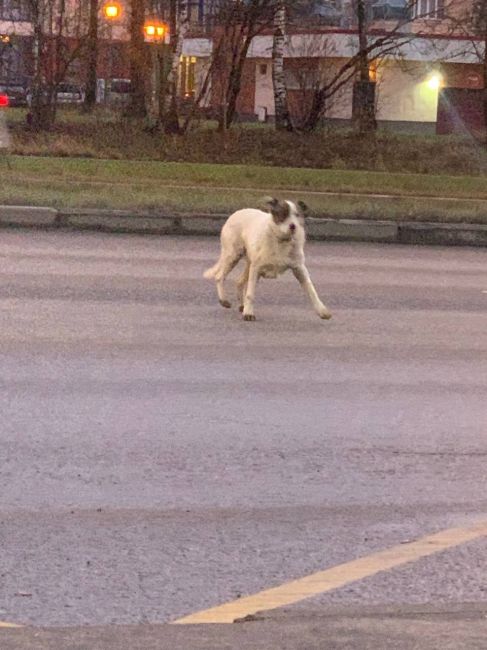 🐕На Кутузовском проспекте, рядом с 23-м микрорайоном, бегает собака. Владелец, откликнитесь!  Пёс носится..