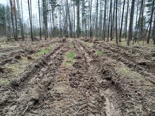 🌲🌲 В Песках восстановят лес вместо зараженного  Специалисты Ступинского филиала ГКУ МО «Мособллес» в..