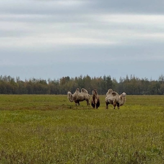 Интересные "коровы" в раменском округе деревне Рыбаки....  Автор фото📸:..