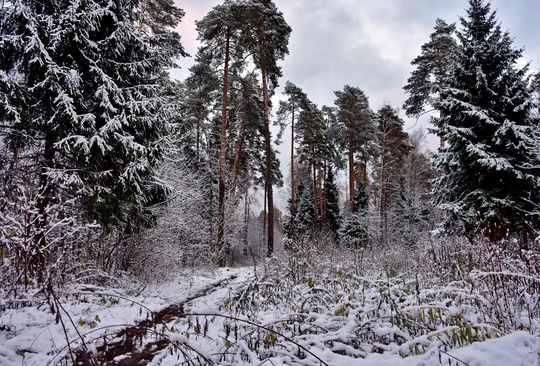 ЗИМНЯЯ СКАЗКА ❄
Фото Кирилл Островский /..