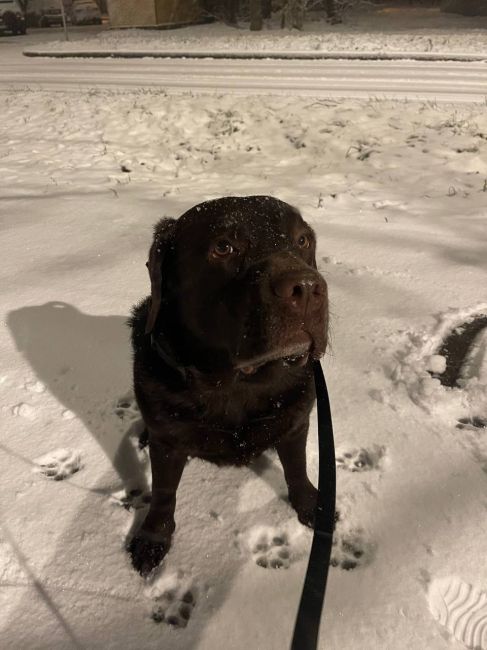 ⛄️Ночью в Зеленограде выпало много снега. Чувствуете приближение Нового..