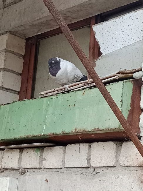 Здравствуйте🤝 
На одном заводе прибилась голубка, видно что чья-то, окольцована, боимся что она погибнет,..