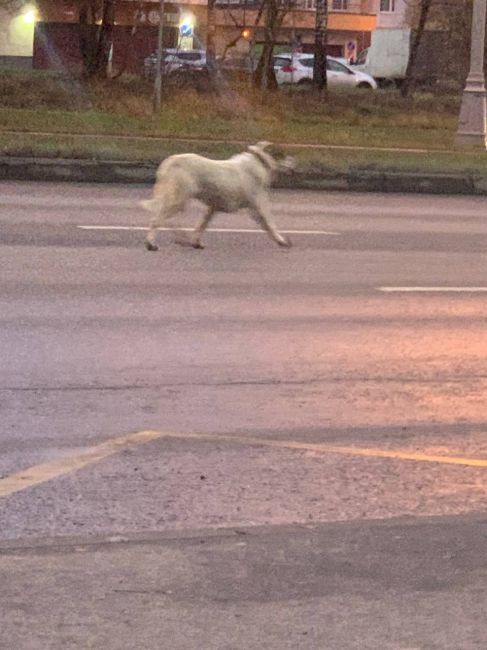 🐕На Кутузовском проспекте, рядом с 23-м микрорайоном, бегает собака. Владелец, откликнитесь!  Пёс носится..