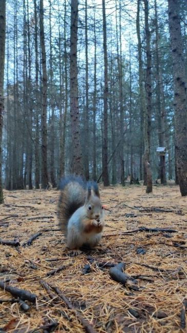 ВОТ ЭТО ВСТРЕЧА 🐿️
А кого вы встречали в..