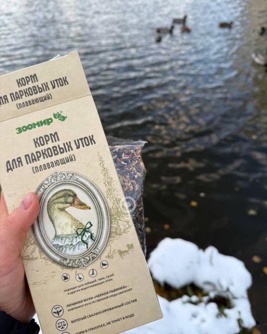 Подписчица «Типичное Одинцово» напомнила о главном правиле кормления уток 🦆  «Очень часто вижу, как..