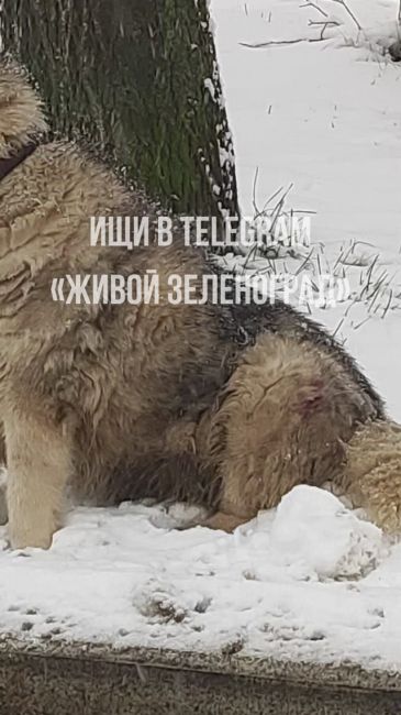 🐕Возле остановки «Магазин океан» можно увидеть хаски с ошейником. Вероятно, она сбежала и теперь ждёт,..