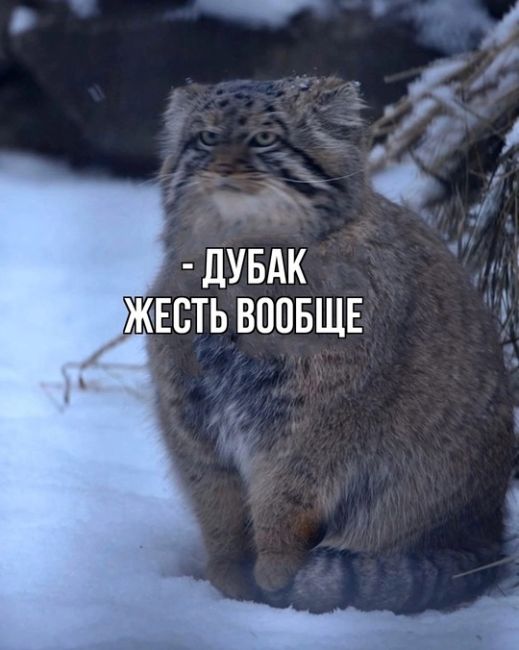 Да где, блин, эта грёбаная..