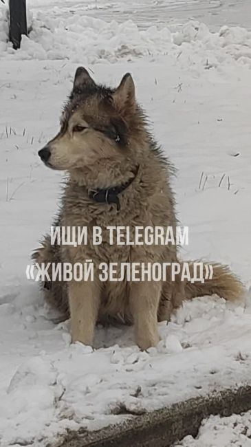 🐕Возле остановки «Магазин океан» можно увидеть хаски с ошейником. Вероятно, она сбежала и теперь ждёт,..