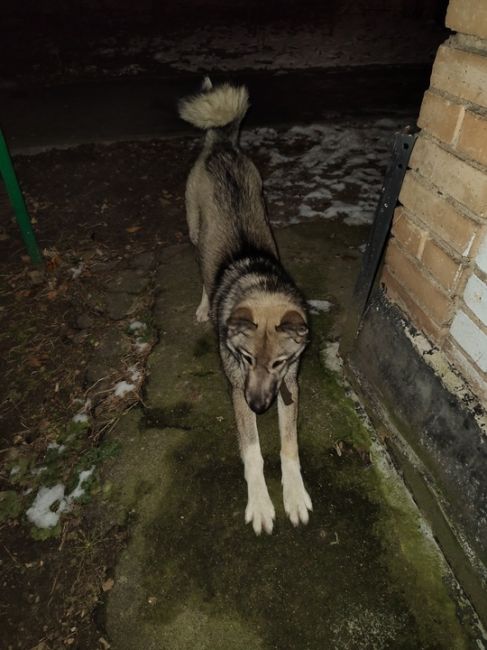 Кто потерял собаку? Бегает несколько дней в районе Пионерской (Королёв), на ошейнике кусок оторванного..