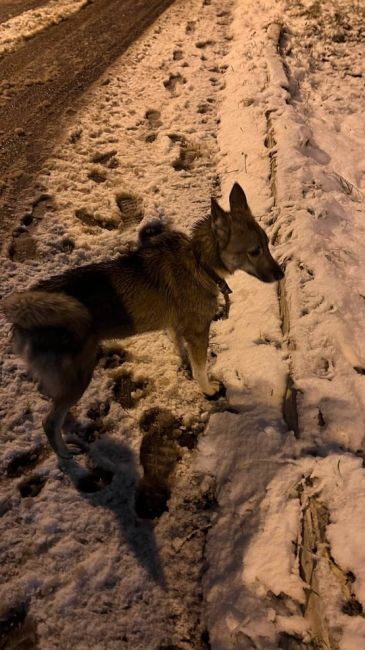 Кто потерял собаку? Бегает несколько дней в районе Пионерской (Королёв), на ошейнике кусок оторванного..