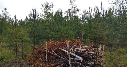 🌲🌳 В городском округе Коломна в молодняках провели так называемые рубки ухода за лесами. Работы прошли на..