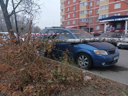 ПИЛИТЕ, ШУРА, ПИЛИТЕ
Игорь Мусатов:
Всем известно, какой зуд у администрации к спиливанию деревьев в черте..