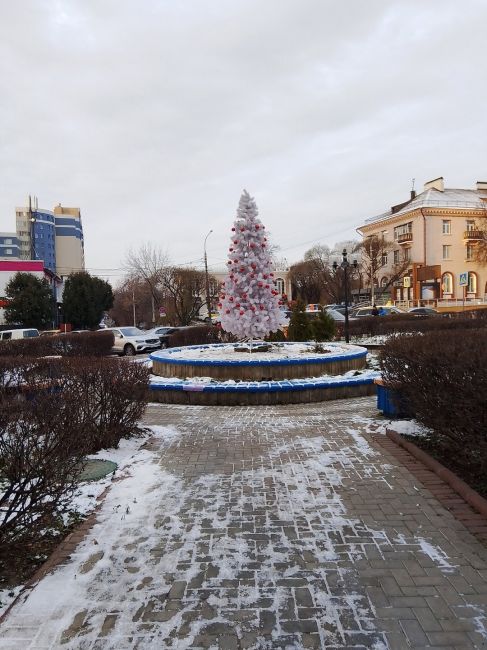 Вот уже и первые ёлочки в городе🎄 
Новый год уже не за..