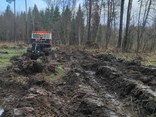 🌲🌲 В Песках восстановят лес вместо зараженного  Специалисты Ступинского филиала ГКУ МО «Мособллес» в..