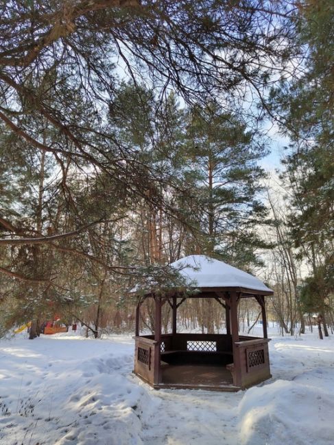 Памятник природы «Серебряный бор» - жемчужина Москвы.  Фото: Ирина..